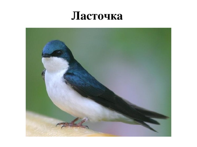 Ласточка 