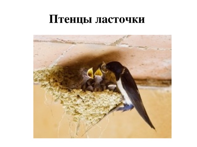 Птенцы ласточки 