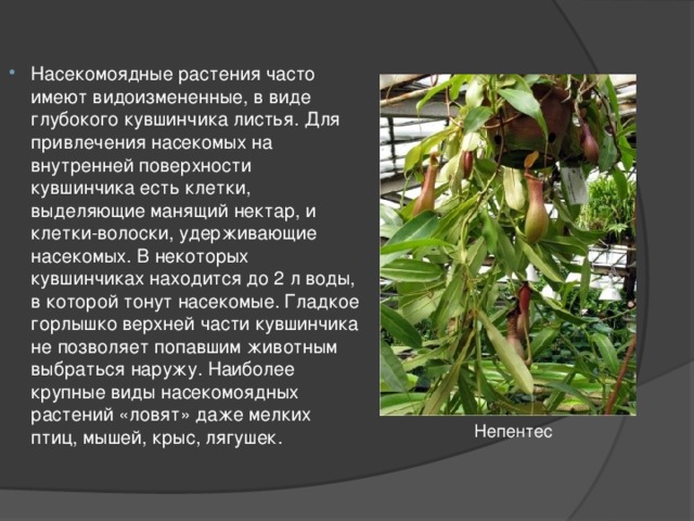 Насекомоядные растения часто имеют видоизмененные, в виде глубокого кувшинчика листья. Для привлечения насекомых на внутренней поверхности кувшинчика есть клетки, выделяющие манящий нектар, и клетки-волоски, удерживающие насекомых. В некоторых кувшинчиках находится до 2 л воды, в которой тонут насекомые. Гладкое горлышко верхней части кувшинчика не позволяет попавшим животным выбраться наружу. Наиболее крупные виды насекомоядных растений «ловят» даже мелких птиц, мышей, крыс, лягушек.  Непентес 