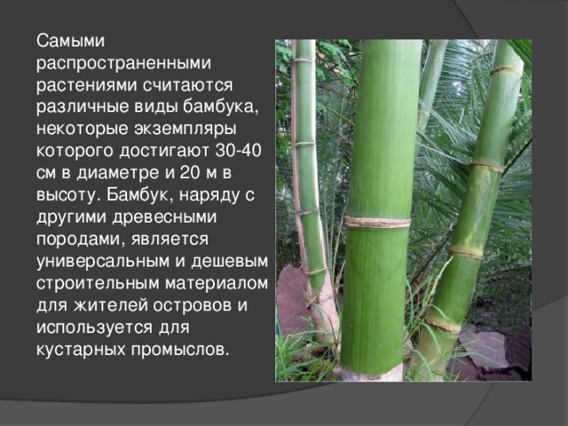 Самыми распространенными растениями считаются различные виды бамбука, некоторые экземпляры которого достигают 30-40 см в диаметре и 20 м в высоту. Бамбук, наряду с другими древесными породами, является универсальным и дешевым строительным материалом для жителей островов и используется для кустарных промыслов. 