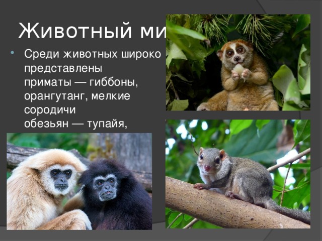 Животный мир Среди животных широко представлены приматы — гиббоны, орангутанг, мелкие сородичи обезьян — тупайя, долгопят, лори. 