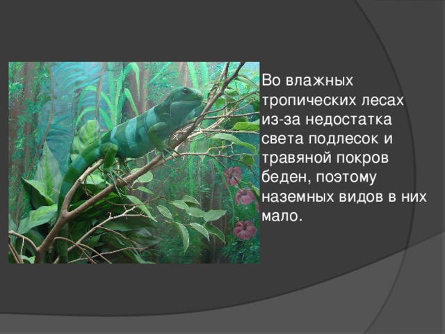 Во влажных тропических лесах из-за недостатка света подлесок и травяной покров беден, поэтому наземных видов в них мало. 