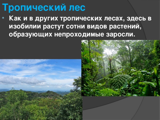 Тропики это география 5 класс. Биомы суши тропические леса. Тропические леса климат. Климат в тропических лесах. Биома влажных тропических лесов.