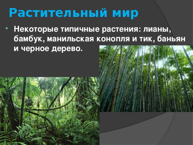 Растительный мир Некоторые типичные растения: лианы, бамбук, манильская конопля и тик, баньян и черное дерево. 