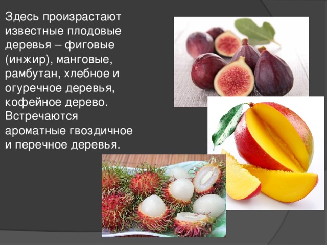Здесь произрастают известные плодовые деревья – фиговые (инжир), манговые, рамбутан, хлебное и огуречное деревья, кофейное дерево. Встречаются ароматные гвоздичное и перечное деревья. 