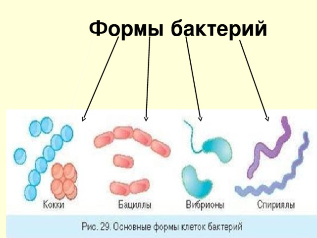 Схема формы бактерий