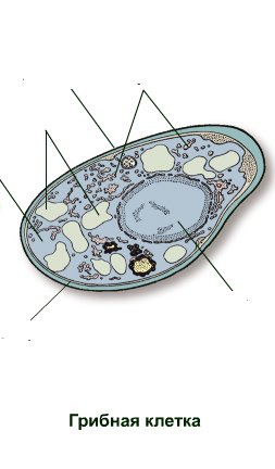 Клетка гриба. Строение клетки гриба рисунок с подписями. Строение клетки гриба рисунок. Клетка гриба строение без подписей. Строение грибной клетки.