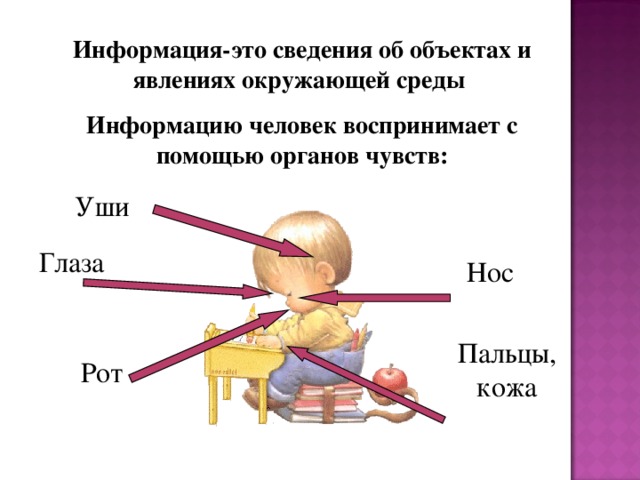 Информация-это сведения об объектах и явлениях окружающей среды Информацию человек воспринимает с помощью органов чувств: Уши Глаза Нос Пальцы, кожа Рот