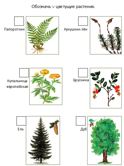 Хвойные и цветковые растения и картинки