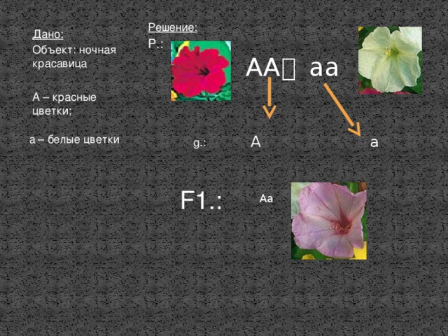 Решение: Р.: Дано: Объект: ночная красавица аа   АА А – красные цветки; А а а – белые цветки g.: F1.: Аа 