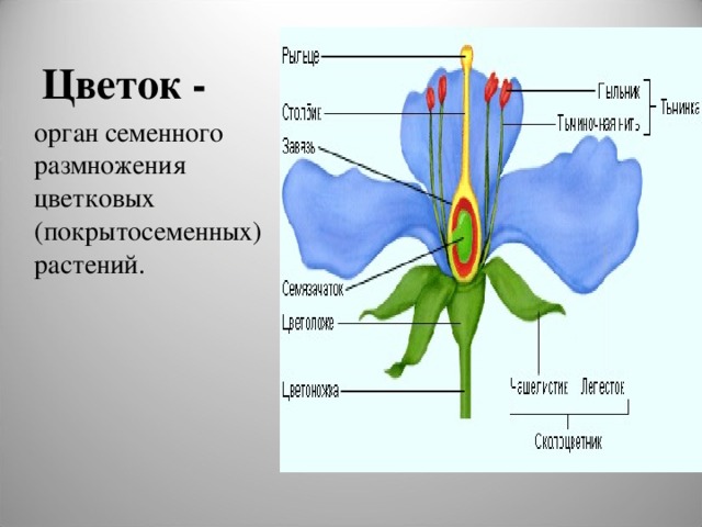 Цветок - орган семенного размножения цветковых (покрытосеменных) растений. 