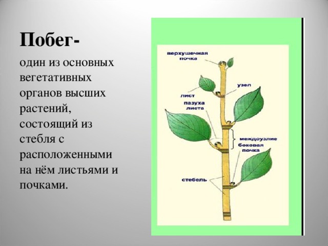 Побег- один из основных вегетативных органов высших растений, состоящий из стебля с расположенными на нём листьями и почками. 
