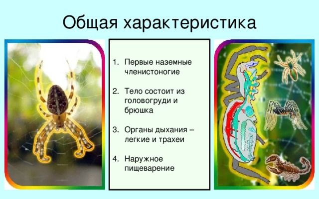 Общая характеристика Первые наземные членистоногие Тело состоит из головогруди и брюшка Органы дыхания – легкие и трахеи Наружное пищеварение Паукообразные – первые наземные членистоногие. Тело состоит из головогруди и брюшка. К конечностям головогруди относятся челюсти и ногощупальца, четыре пары ходильных ног. Органы дыхания у паука – это легкие и трахеи, лежащие в брюшке. У паукообразных наружное пищеварение, есть мускулистая глотка, желудок и печень.  