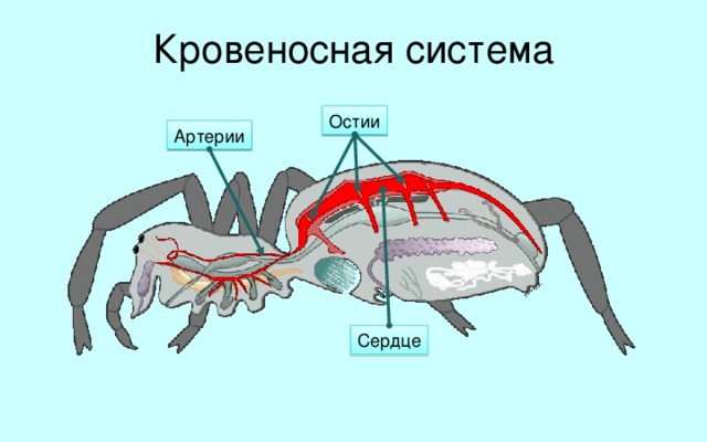 Кровеносная система Остии Артерии Сердце Кровеносная система паукообразных незамкнутая. Однако, в отличие от речного рака, его сердце расположено в брюшке. Схемы кровообращения раков и пауков очень похожи. Из сердца кровь движется по артериям к переднему и заднему концам тела. После того как кровь доставит кислород и питательные вещества к внутренним органам, а затем насытится продуктами обмена и углекислым газом, она попадает в лёгкие. Здесь происходит газообмен, и обогащенная кислородом кровь через остии возвращается в сердце.  