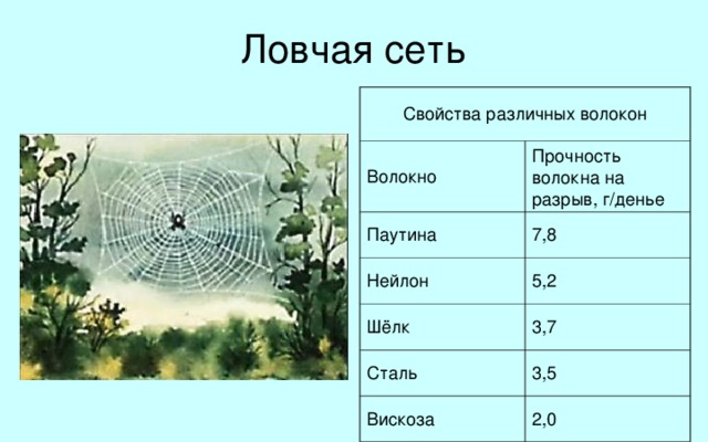 Ловчая сеть Свойства различных волокон Волокно Прочность волокна на разрыв, г/денье Паутина 7,8 Нейлон 5,2 Шёлк 3,7 Сталь 3,5 Вискоза 2,0 Для поимки насекомых паук строит вертикальную ловчую сеть из паутины. Паутинная нить в 50—70 раз легче человеческого волоса той же длины.  Паутинная нить, которой можно было бы охватить земной шар по экватору, весила бы всего 340 граммов.  