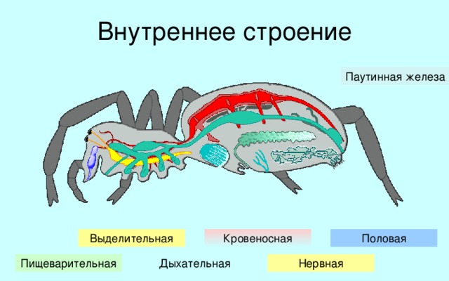 Внутреннее строение Паутинная железа Внутреннее строение паукообразных подобно строению большинства членистоногих. В полости тела паукообразных находятся внутренние органы, объединяющиеся в системы: пищеварительную, выделительную, дыхательную, кровеносную, нервную, половую. Кроме того у пауков имеется специфическая паутинная железа. Половая Кровеносная Выделительная Пищеварительная Дыхательная Нервная 9 