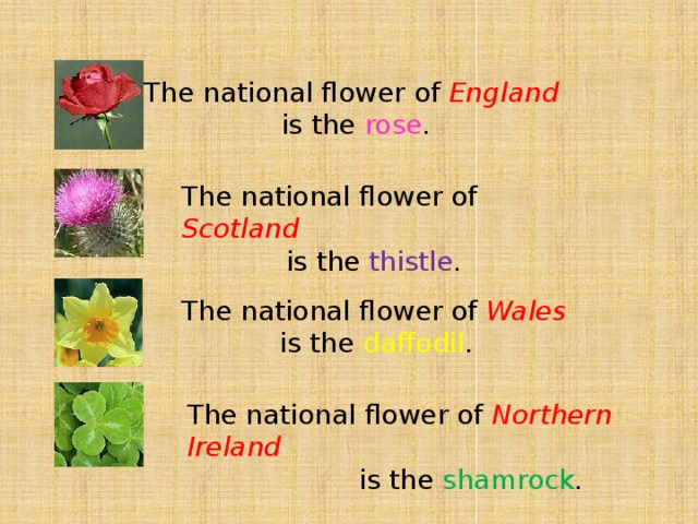 These flowers перевод. National Flower of England. The National Flower of England is the Rose. Проект по английскому языку National Flowers. Национальный цветок England по английскому языку.