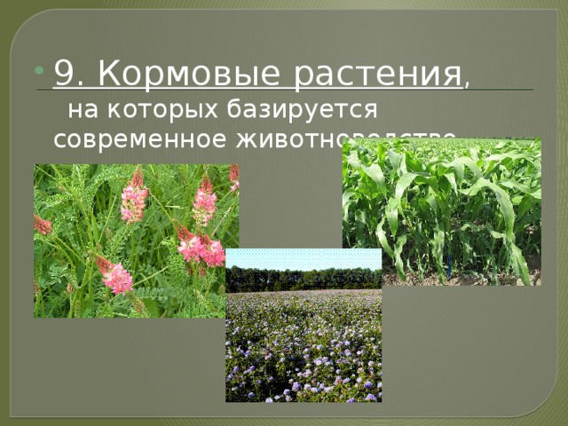 Кормовые культуры список 3. Кормовые растения. Кормовые культуры растений. Кормовые культуры кормовые растения. Кормовые растения названия.