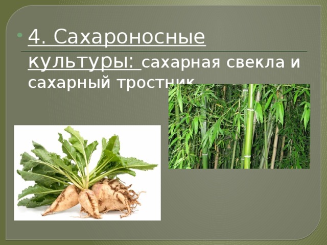 Сахарные культуры презентация