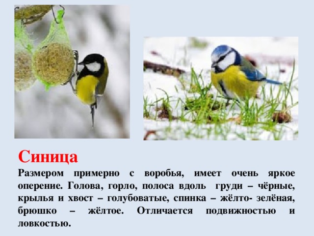 Сравнение оперения птиц. Синица краткое описание. Синичка краткое описание. Размер синички. Синичка размер и цвет оперения.