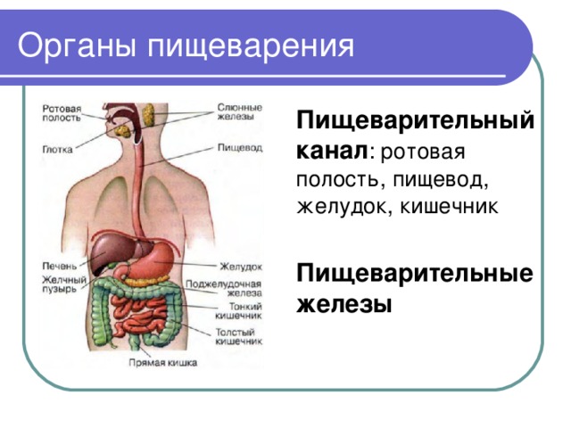 Презентация органы пищеварения 8 класс биология