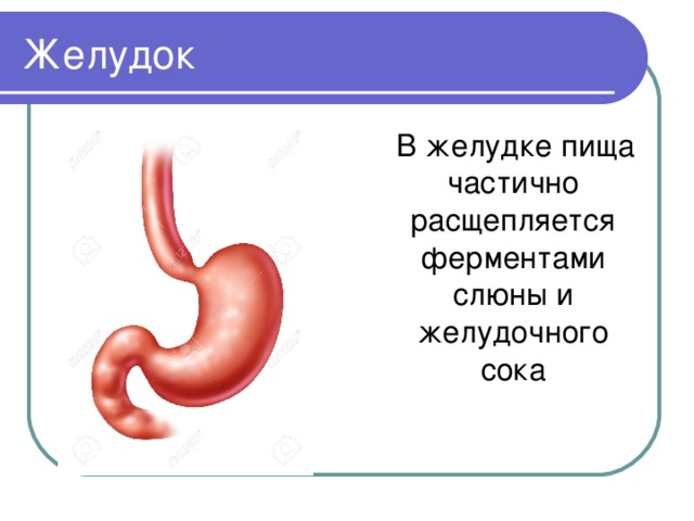 Биология 8 класс пищеварение