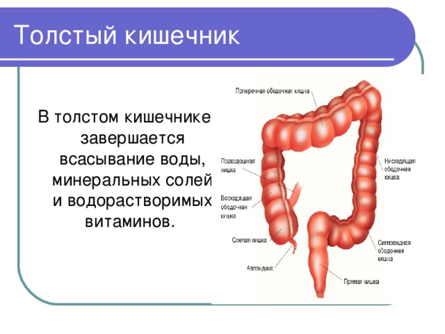 В тонкой кишке происходит всасывание воды