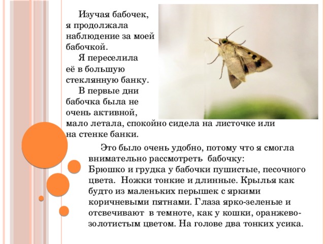День изучения бабочки. День изучения бабочки история. Человек изучающий бабочек.