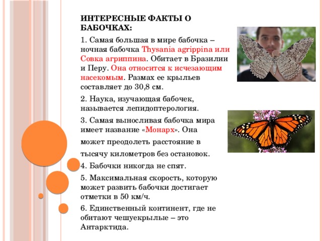 ИНТЕРЕСНЫЕ ФАКТЫ О БАБОЧКАХ: 1. Самая большая в мире бабочка – ночная бабочка Thysania agrippina или Совка агриппина . Обитает в Бразилии и Перу. Она относится к исчезающим насекомым . Размах ее крыльев составляет до 30,8 см. 2. Наука, изучающая бабочек, называется лепидоптерология. 3. Самая выносливая бабочка мира имеет название « Монарх ». Она может преодолеть расстояние в тысячу километров без остановок. 4. Бабочки никогда не спят. 5. Максимальная скорость, которую может развить бабочки достигает отметки в 50 км/ч. 6. Единственный континент, где не обитают чешуекрылые – это Антарктида. 