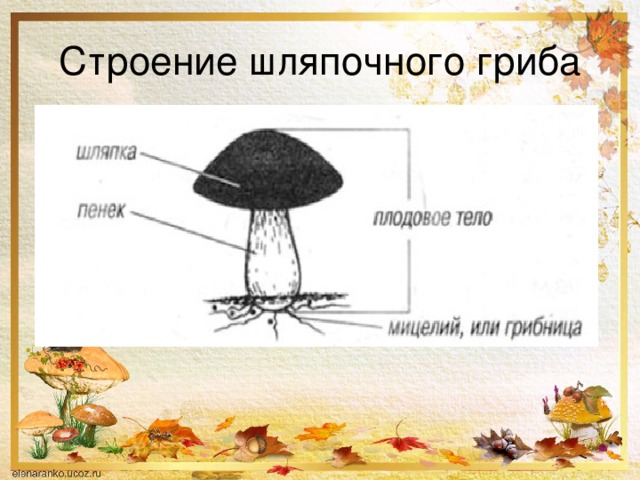 Строение шляпочного гриба 