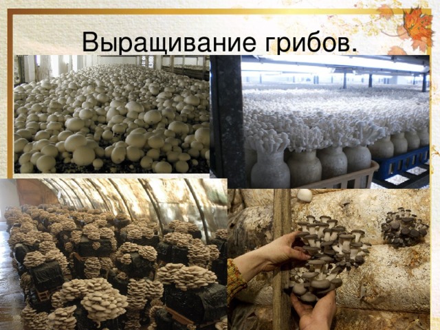 Выращивание грибов. 