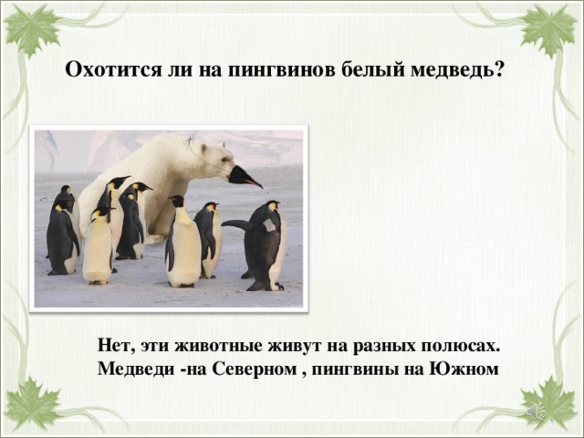 Комплексная работа пингвины ответы. Охотятся ли белые медведи на пингвинов.