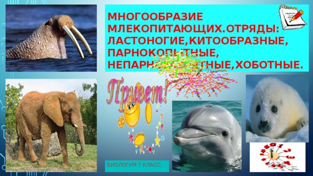Многообразие млекопитающих.Отряды:  Ластоногие,Китообразные,  Парнокопытные,  Непарнокопытные,Хоботные. Биология 7 класс. 