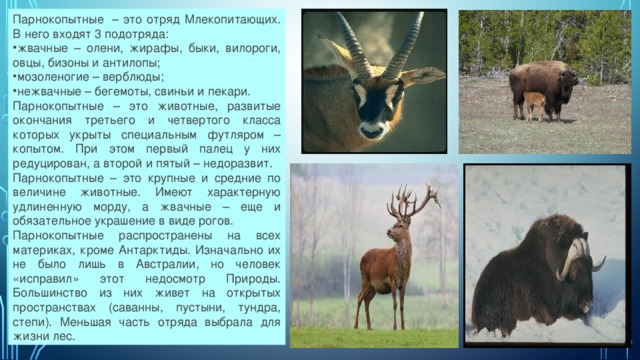 Парнокопытные  – это отряд Млекопитающих. В него входят 3 подотряда: жвачные – олени, жирафы, быки, вилороги, овцы, бизоны и антилопы; мозоленогие – верблюды; нежвачные – бегемоты, свиньи и пекари. Парнокопытные – это животные, развитые окончания третьего и четвертого класса которых укрыты специальным футляром – копытом. При этом первый палец у них редуцирован, а второй и пятый – недоразвит. Парнокопытные – это крупные и средние по величине животные. Имеют характерную удлиненную морду, а жвачные – еще и обязательное украшение в виде рогов. Парнокопытные распространены на всех материках, кроме Антарктиды. Изначально их не было лишь в Австралии, но человек «исправил» этот недосмотр Природы. Большинство из них живет на открытых пространствах (саванны, пустыни, тундра, степи). Меньшая часть отряда выбрала для жизни лес. 