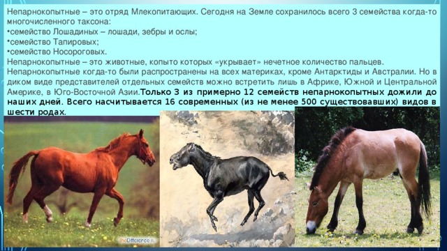 Непарнокопытные – это отряд Млекопитающих. Сегодня на Земле сохранилось всего 3 семейства когда-то многочисленного таксона: семейство Лошадиных – лошади, зебры и ослы; семейство Тапировых; семейство Носороговых. Непарнокопытные – это животные, копыто которых «укрывает» нечетное количество пальцев. Непарнокопытные когда-то были распространены на всех материках, кроме Антарктиды и Австралии. Но в диком виде представителей отдельных семейств можно встретить лишь в Африке, Южной и Центральной Америке, в Юго-Восточной Азии. Только 3 из примерно 12 семейств непарнокопытных дожили до наших дней. Всего насчитывается 16 современных (из не менее 500 существовавших) видов в шести родах. 