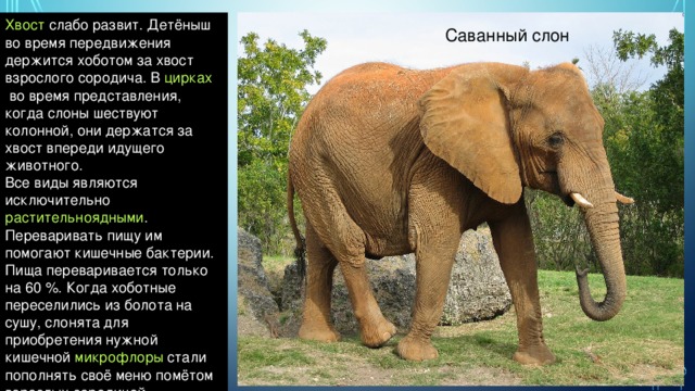 Хвост   слабо развит. Детёныш во время передвижения держится хоботом за хвост взрослого сородича. В  цирках  во время представления, когда слоны шествуют колонной, они держатся за хвост впереди идущего животного. Все виды являются исключительно  растительноядными . Переваривать пищу им помогают кишечные бактерии. Пища переваривается только на 60 %. Когда хоботные переселились из болота на сушу, слонята для приобретения нужной кишечной  микрофлоры  стали пополнять своё меню помётом взрослых сородичей. Саванный слон 
