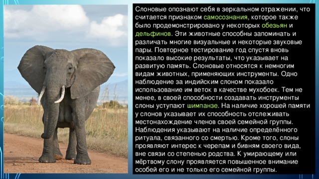 Слоновые опознают себя в зеркальном отражении, что считается признаком  самосознания , которое также было продемонстрировано у некоторых  обезьян  и  дельфинов . Эти животные способны запоминать и различать многие визуальные и некоторые звуковые пары. Повторное тестирование год спустя вновь показало высокие результаты, что указывает на развитую память. Слоновые относятся к немногим видам животных, применяющих инструменты. Одно наблюдение за индийским слоном показало использование им веток в качестве мухобоек. Тем не менее, в своей способности создавать инструменты слоны уступают  шимпанзе . На наличие хорошей памяти у слонов указывает их способность отслеживать местонахождение членов своей семейной группы. Наблюдения указывают на наличие определённого ритуала, связанного со смертью. Кроме того, слоны проявляют интерес к черепам и бивням своего вида, вне связи со степенью родства. К умирающему или мёртвому слону проявляется повышенное внимание особей его и не только его семейной группы. 