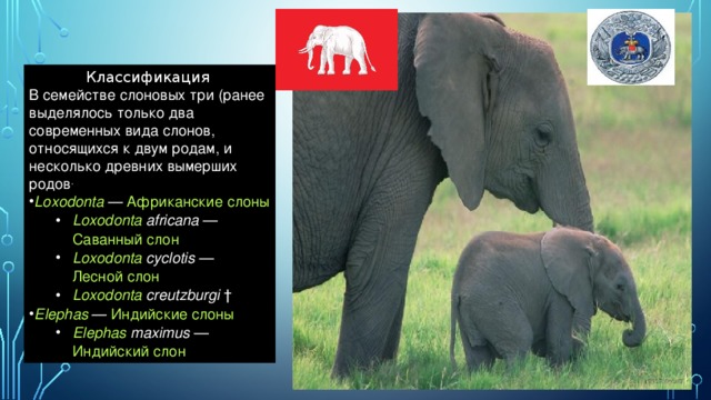 Слон группа организмов. Слоны классификация. Систематика африканского слона. Группа к которой относятся слоны. Слон род вид семейство.....
