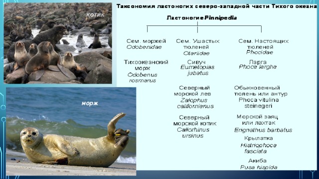 котик морж 