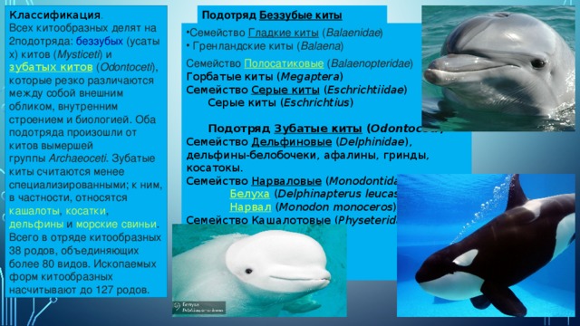 Классификация . Подотряд  Беззубые киты  ( Mysticeti ) Всех китообразных делят на 2подотряда:  беззубых  (усатых) китов ( Mysticeti ) и  зубатых китов  ( Odontoceti ), которые резко различаются между собой внешним обликом, внутренним строением и биологией. Оба подотряда произошли от китов вымершей группы  Archaeoceti . Зубатые киты считаются менее специализированными; к ним, в частности, относятся  кашалоты ,  косатки ,  дельфины  и  морские свиньи . Всего в отряде китообразных 38 родов, объединяющих более 80 видов. Ископаемых форм китообразных насчитывают до 127 родов. Семейство  Гладкие киты  ( Balaenidae )  Гренландские киты ( Balaena ) Семейство  Полосатиковые  ( Balaenopteridae )  Горбатые киты ( Megaptera ) Семейство  Серые киты  ( Eschrichtiidae ) Серые киты ( Eschrichtius )  Подотряд  Зубатые киты  ( Odontoceti ) Семейство  Дельфиновые  ( Delphinidae ), дельфины-белобочеки, афалины, гринды, косатокы. Семейство  Нарваловые  ( Monodontidae ) Белуха   ( Delphinapterus leucas ) Нарвал   ( Monodon monoceros ) Семейство  Кашалотовые  ( Physeteridae ) Кашалоты . 