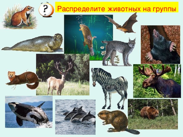 Распределите животных на группы