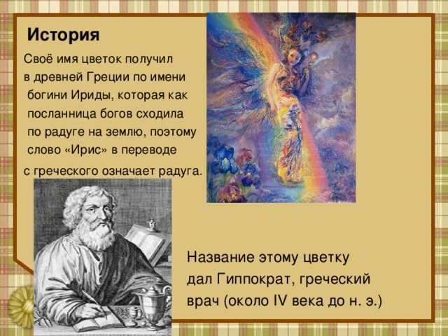 История  Своё имя цветок получил в древней Греции по имени  богини Ириды, которая как  посланница богов сходила  по радуге на землю, поэтому  слово «Ирис» в переводе с греческого означает радуга.   Название этому цветку  дал Гиппократ, греческий  врач (около IV века до н. э.) 