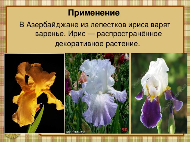 Применение В Азербайджане из лепестков ириса варят варенье. Ирис — распространённое декоративное растение.  
