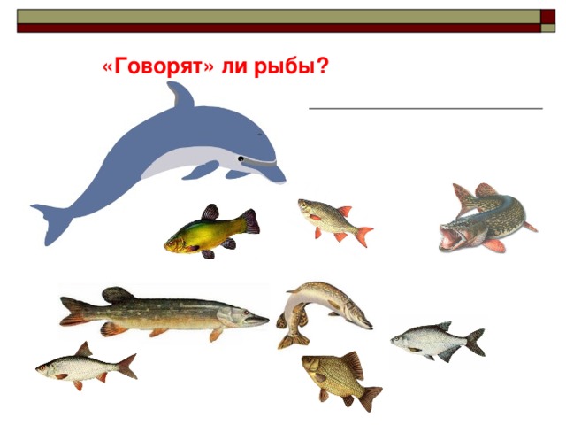 «Говорят» ли рыбы?