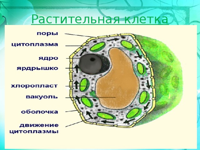 Презентация "Строение клетки 5 класс"