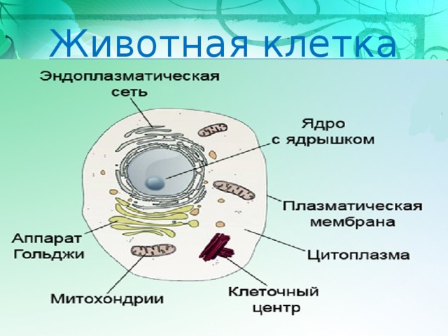 Презентация животная и растительная клетка