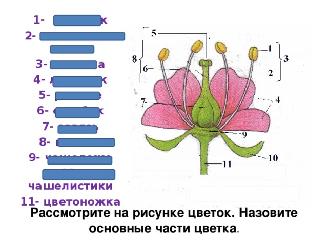 Покажите стрелками и подпишите на рисунке чашелистик пыльник и завязь