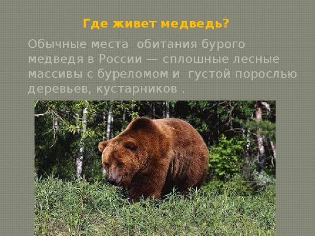 Картинки где живут медведи