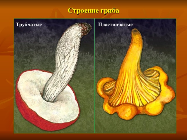 Строение гриба Трубчатые Пластинчатые 