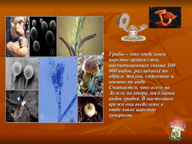 Грибы  – это отдельное царство организмов, насчитывающее свыше 100 000 видов, различных по образу жизни, строению и внешнему виду. Считается, что всего на Земле полтора миллиона видов грибов. В настоящее время они выделены в отдельное царство эукариот. 